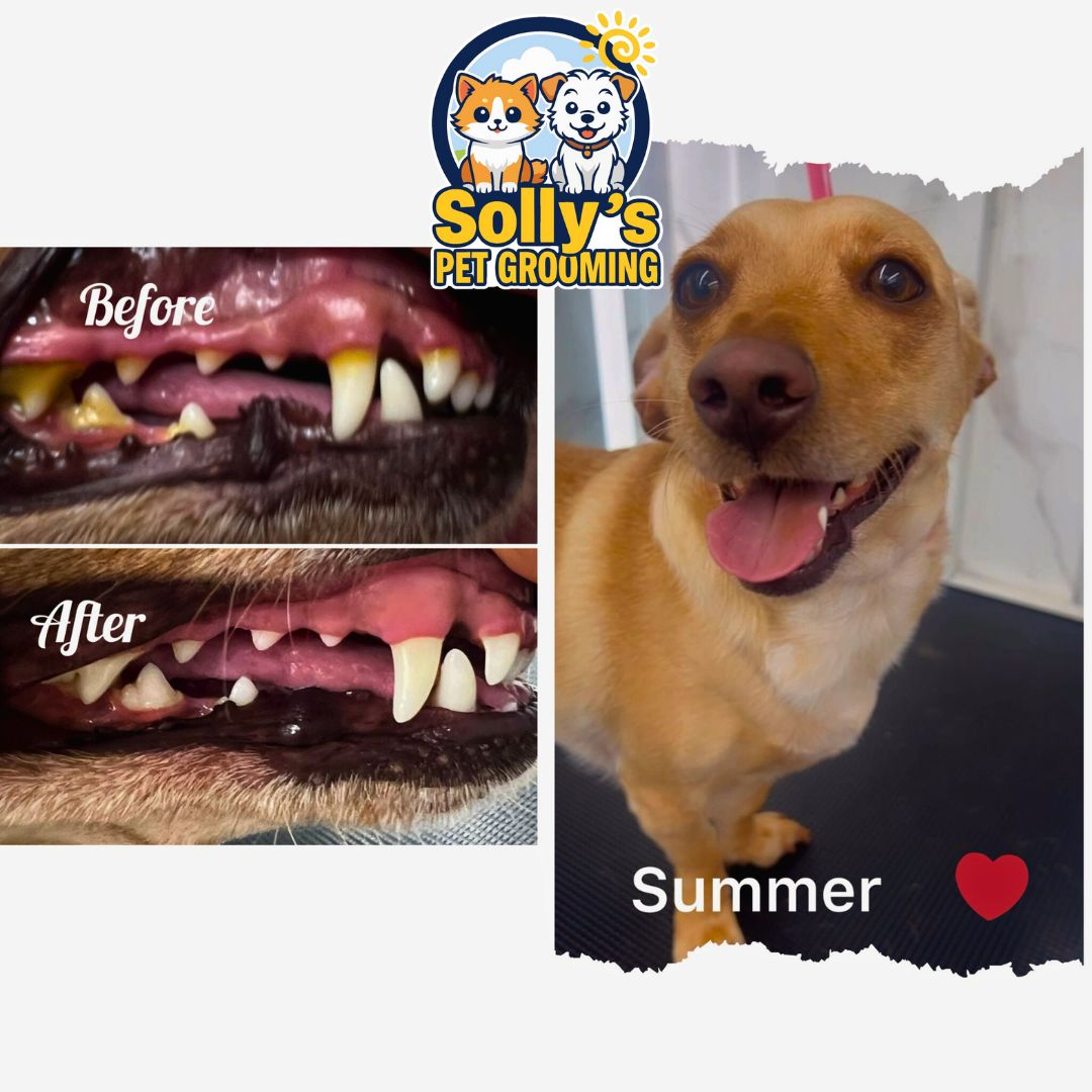 Before and After Pet Transformation